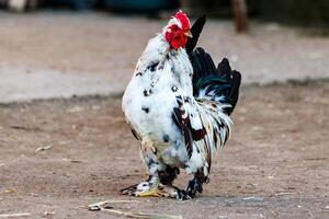 beautiful cock with white and black feathers photo