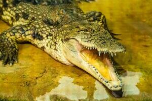 crocodile with open mouth with large teeth photo