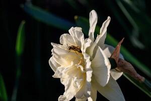 hermosa verano terry narcisos con abeja foto