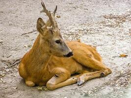 A small deer lies on the ground photo