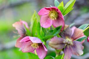 beautiful glade Hellebore photo