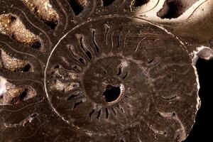 Macro mineral stone Ammonite shell on a black background photo