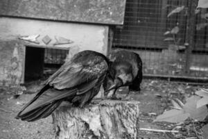 Beautiful black crows sit on a stump photo