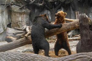 dos marrón osos jugando con cada otro foto