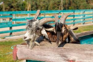 Beautiful goat with horns in the farm photo