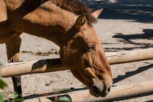 Head of a brown horse close-up photo