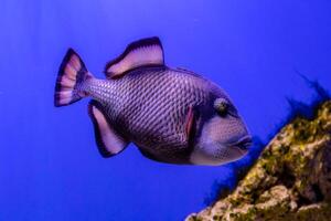 Balistoides viridescens fish photo