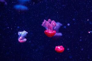 macro of a beautiful jellyfish catostylus mosaicus photo