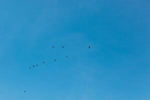 a flock of birds flying in the blue sky photo