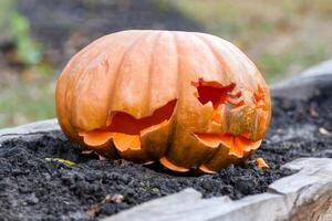 Beautiful pumpkins for halloween photo