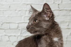 Beautiful gray cat on a brick wall background photo