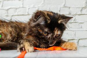 hermosa pequeño gato niña en un antecedentes de un ladrillo pared foto