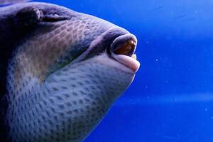 macro pescado de cuello azul balistod, balistoides viridescens foto