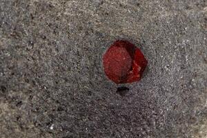 Macro mineral stone Garnet in rock on a white background photo