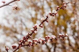 beautifully flowering cherry branches on which the bees sit photo