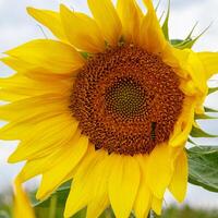 hermosa campo de amarillo girasoles en un antecedentes de azul cielo con nubes foto