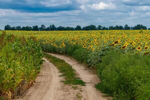 Beautiful field of yellow sunflowers on a background of blue sky with clouds photo