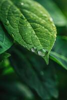 Water drop on green leaf with copy space. Nature background. Shallow depth of field photo