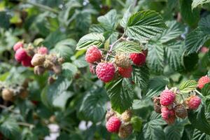 abundance of red ripe raspberries on the bushes in the garden, fresh berries photo