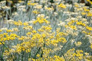 curry plant,Italian immortelle with silver leaves, aromatic spice, ornamental plant,Bush with many small yellow flowers photo