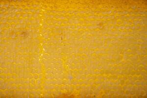 texture of amber honeycombs with organic honey of bright yellow amber color, hexagonal cells in honeycombs photo