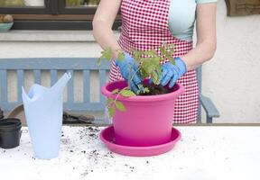 a woman in gloves transplants seedlings of tomatoes into large pots photo