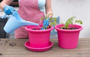 a woman in gloves transplants seedlings of tomatoes into large pots photo