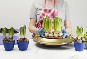 home gardening, hand planting spring flowers in a pot with soil. photo