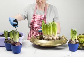 woman plants spring bulbous flowers hyacinths in a vase wearing gloves and an apron, gardening as a hobby photo