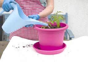 a woman in gloves and an apron transplants tomato seedlings photo