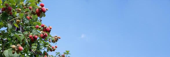 a lot of fresh ripe raspberries on the bushes in the garden against the blue sky photo