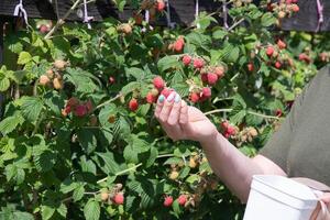 yung woman picks ripe raspberries in a basket, summer harvest of berries photo