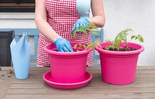 woman replanting tomato seedlings in spring, planned root picking to increase fruiting, gardening as a hobby photo