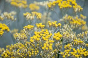 curry planta,italiano siempreviva con plata hojas, aromático especia, ornamental planta, arbusto con muchos pequeño amarillo flores foto