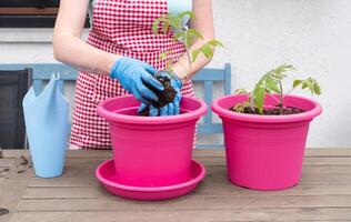 woman replanting tomato seedlings in spring, planned root picking to increase fruiting, gardening as a hobby photo
