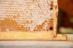full frame with honeycombs with honey, organic enriched beekeeping product for healthy eating, alternative medicine photo