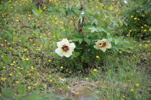 luxurious yellow tree peony flower against the background of green leaves photo