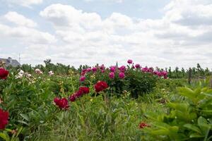 park with luxurious burgundy peony flowers against the background of a blue sky photo