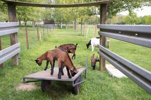 little kids graze and play in the backyard in the green grass on a bright summer photo