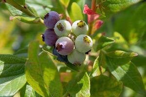 colorful unripe green, blue, purple blueberries on a branch, summer harvest photo