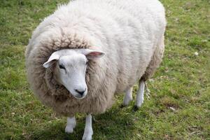 one fat white sheep with thick white wool stands on green grass, a four-legged photo