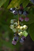 colorful unripe green, blue, purple blueberries on a branch, summer harvest photo