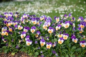 Flower carpet of purple-yellow pansies in a flower bed,spring flowers background photo