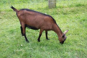 A braun goat chews grass on a green field, the concept of breeding goats photo