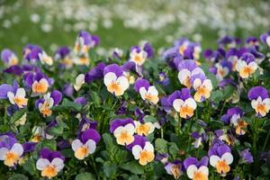 Flower carpet of purple-yellow pansies in a flower bed,spring flowers background photo