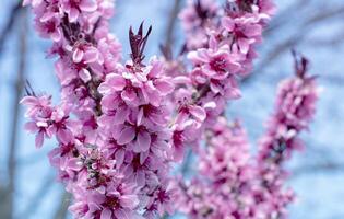 lujoso floración melocotón sucursales, delicado rosado flores en contra el azul cielo foto