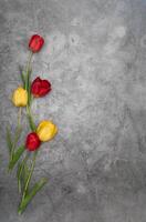 red tulips on gray cement background minimalism top view, easter decor, spring photo