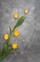 amarillo tulipanes en gris cemento antecedentes minimalismo parte superior vista, Pascua de Resurrección decoración, primavera foto