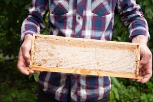 mayor apicultor sostiene un marco con panales lleno de Fresco Miel, un nuevo cosecha de dulce abeja delicadeza foto