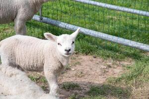 cerca arriba un pequeño Cordero en un pasto de oveja mirando curioso a el cámara foto